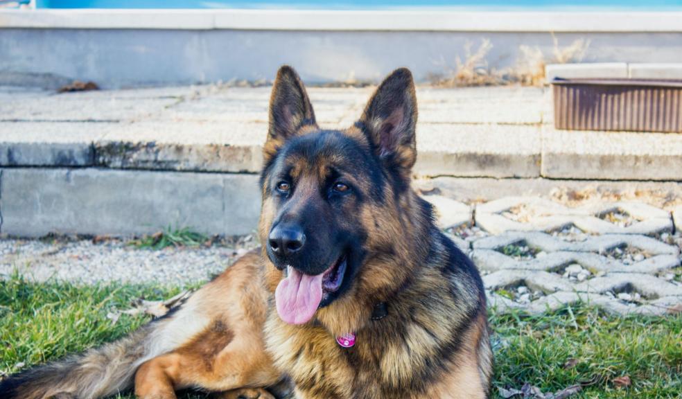 German Shepherded Leaning on Grass German Shepherded Leaning on Grass