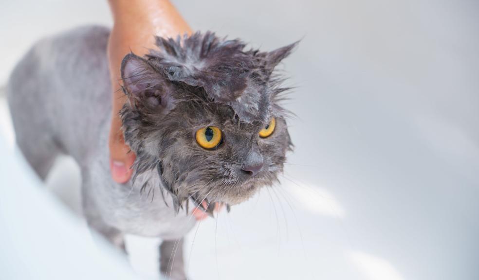 Cat in a bath