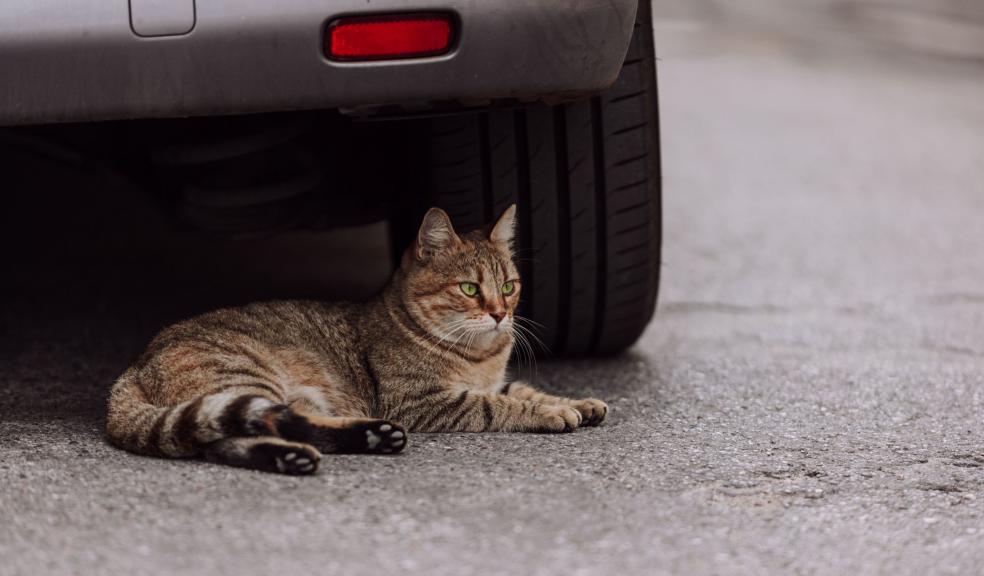 Cat Lying Under the Car