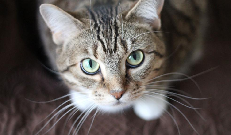 Short-coated Gray Cat