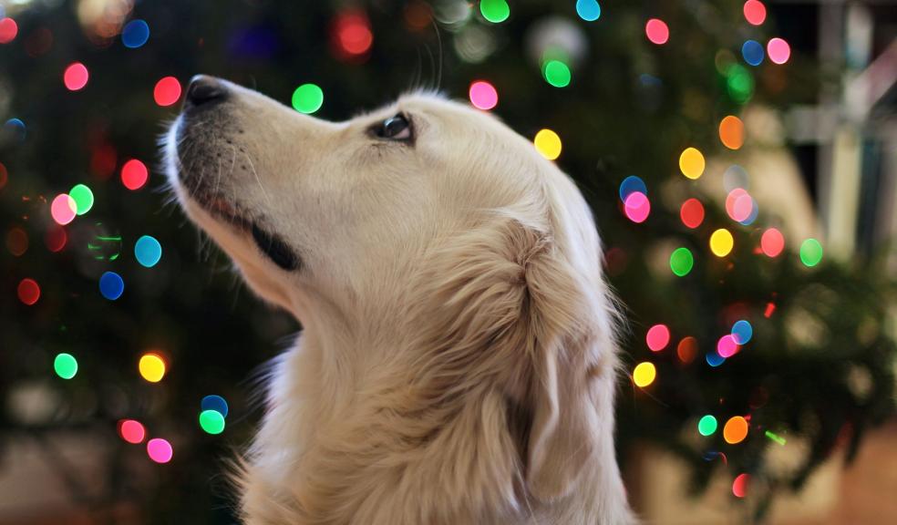 Golden Retriever at Christmas