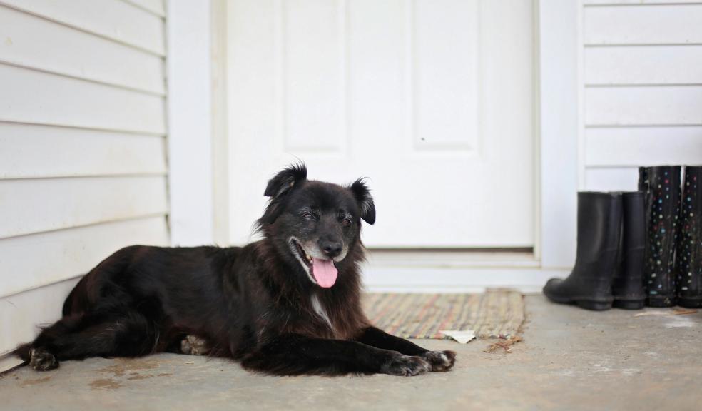 Medium-coated Black Dog Lying on Floor Near Door