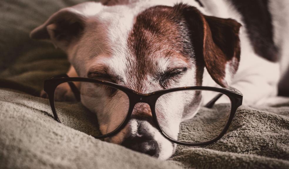 White and Brown Dachshund With Black Framed Eyeglasses