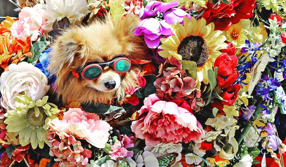 Dog Wearing Glasses Surrounded by Flowers Dog Wearing Glasses Surrounded by Flowers