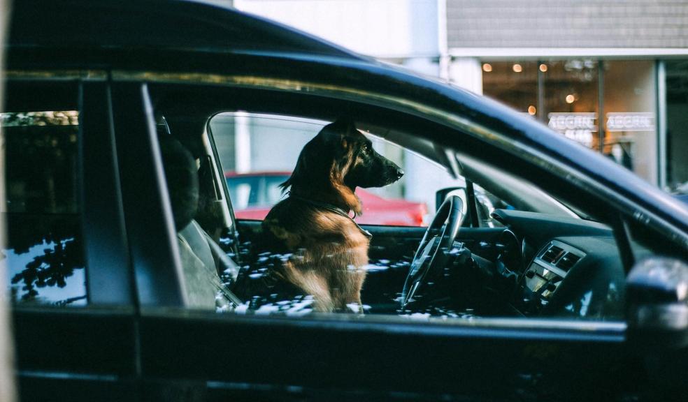 Dog sitting in car on city street
