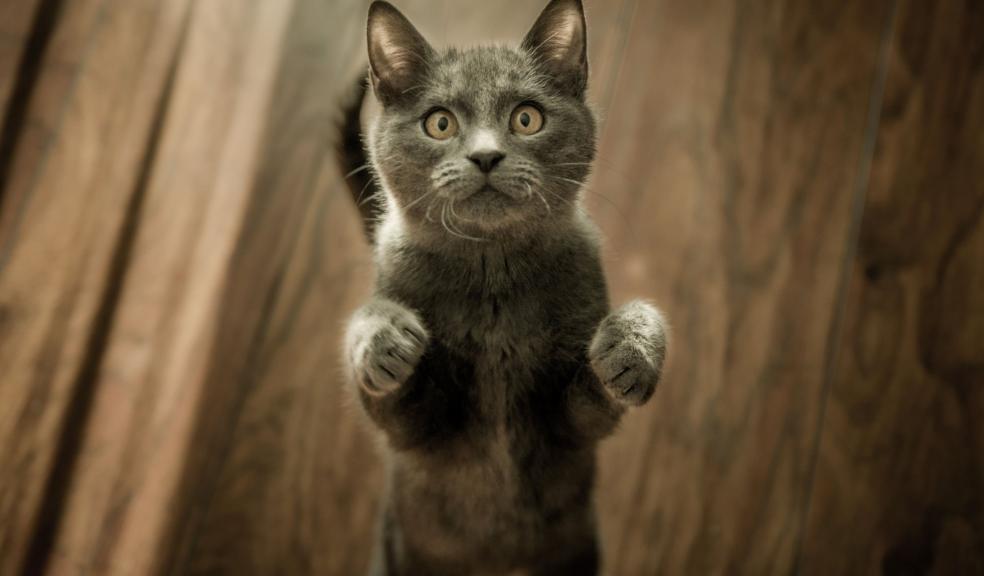 Cute Gray Kitten standing on a Wooden Flooring