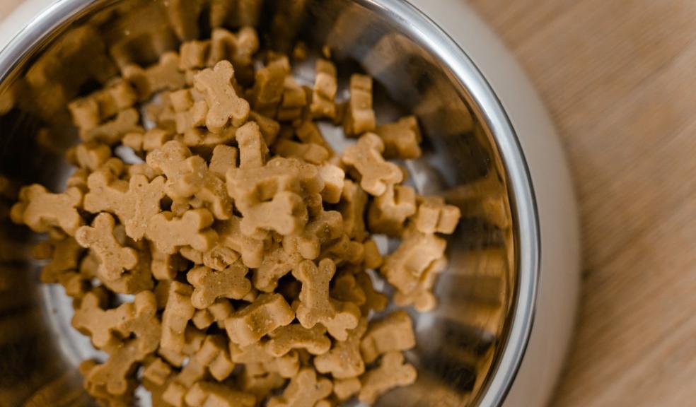 Dog Food in a Stainless Steel Bowl