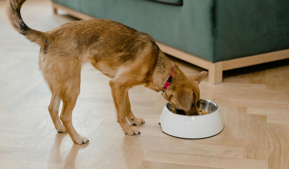 A Dog Eating from a Bowl