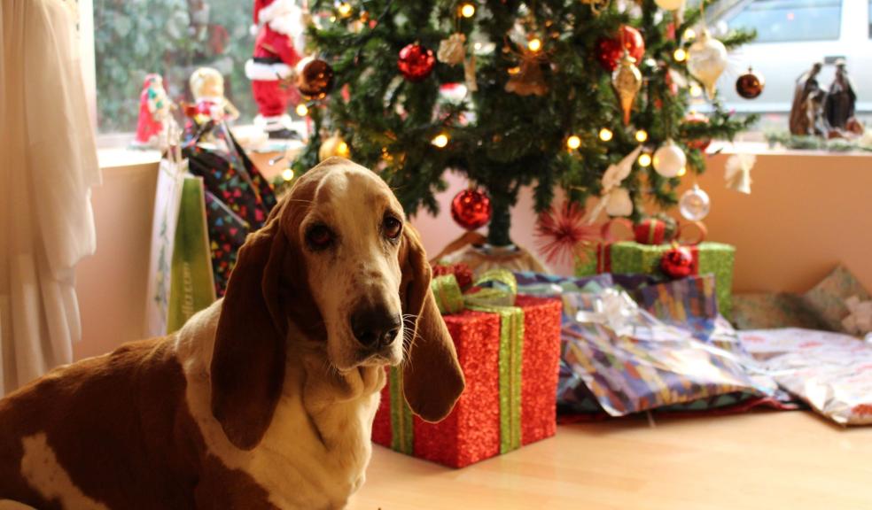 Tan and White Basset Hound Near the Christmas Tree Tan and White Basset Hound Near the Christmas Tree