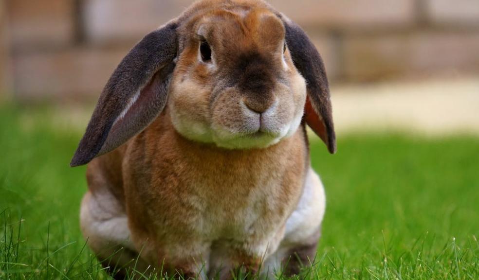 Brown rabbit with droopy ears