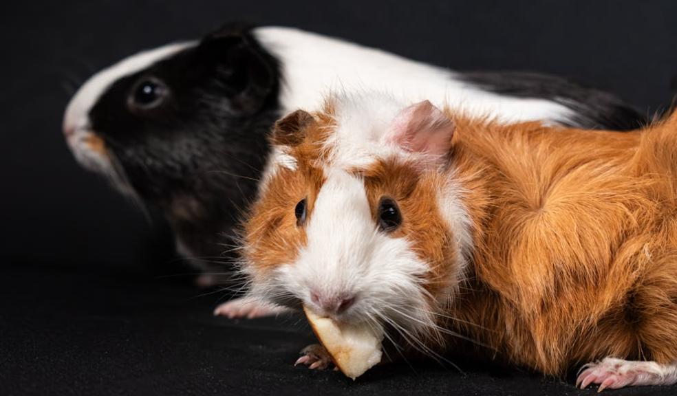 guinea pigs