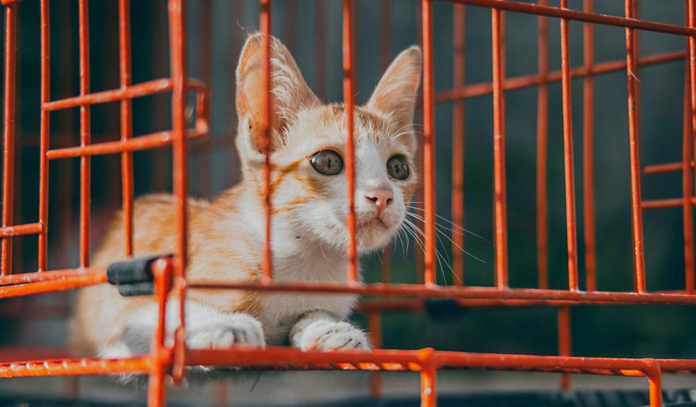 Orange Kitten Inside a Cage