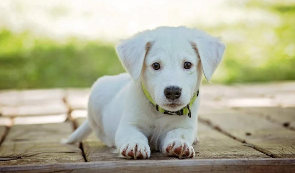 Photo of a cute puppy