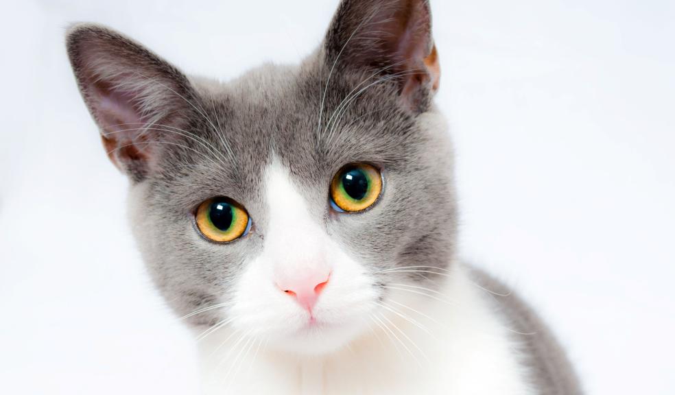 Grey and White Short Fur Cat