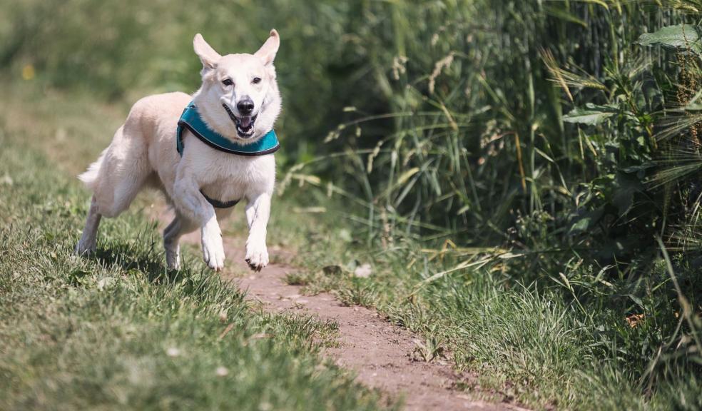 White Dog With Teal Collar Running Outside