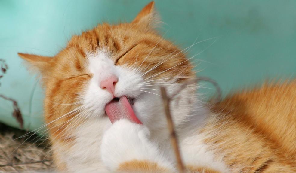 Close-Up Photo of Yellow and White Cat