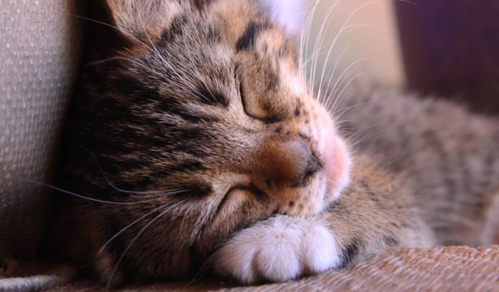 cute kitten sleeping on a couch