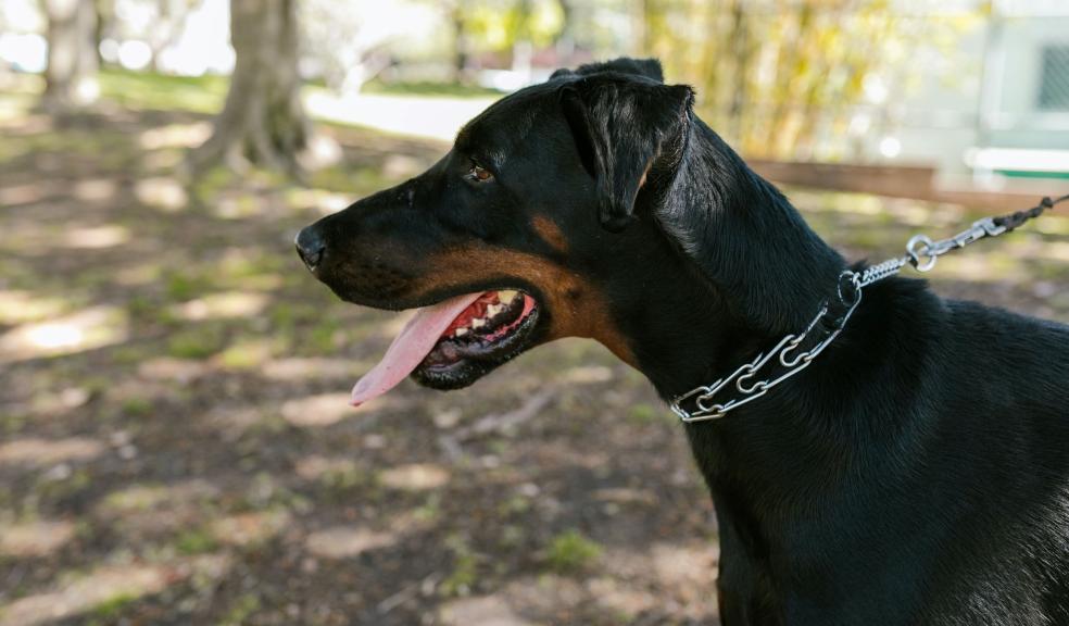 Black Dog in Close Up Photography