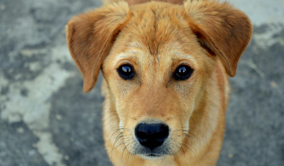 Short-coated Tan Dog
