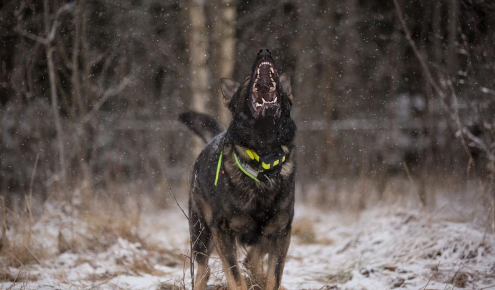 Photograph of a Dog Barking