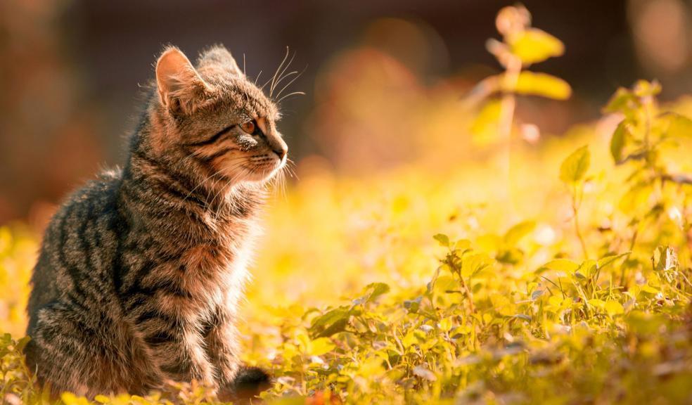 Tabby Kitten Sitting on the Grass