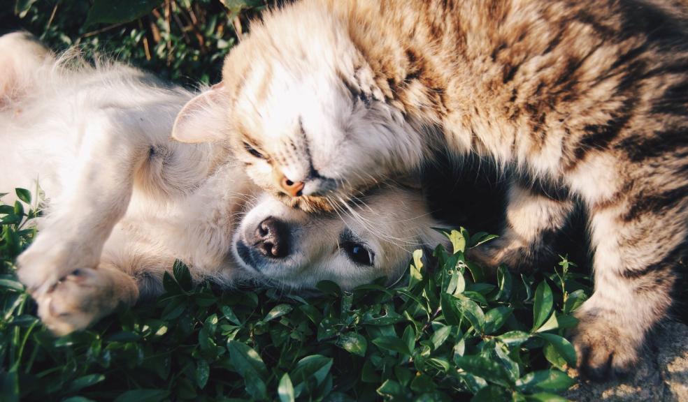 Orange Tabby Cat Beside Fawn Short-coated Puppy