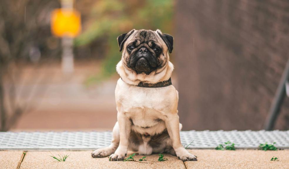 Pawn Pug Sitting on Beige Floor