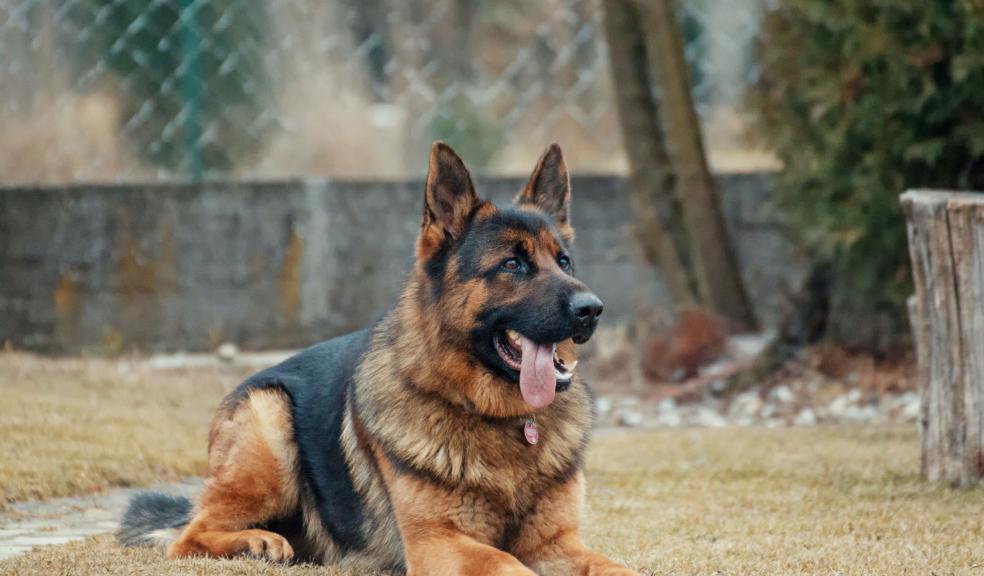 Adult German Shepherd Lying on Ground