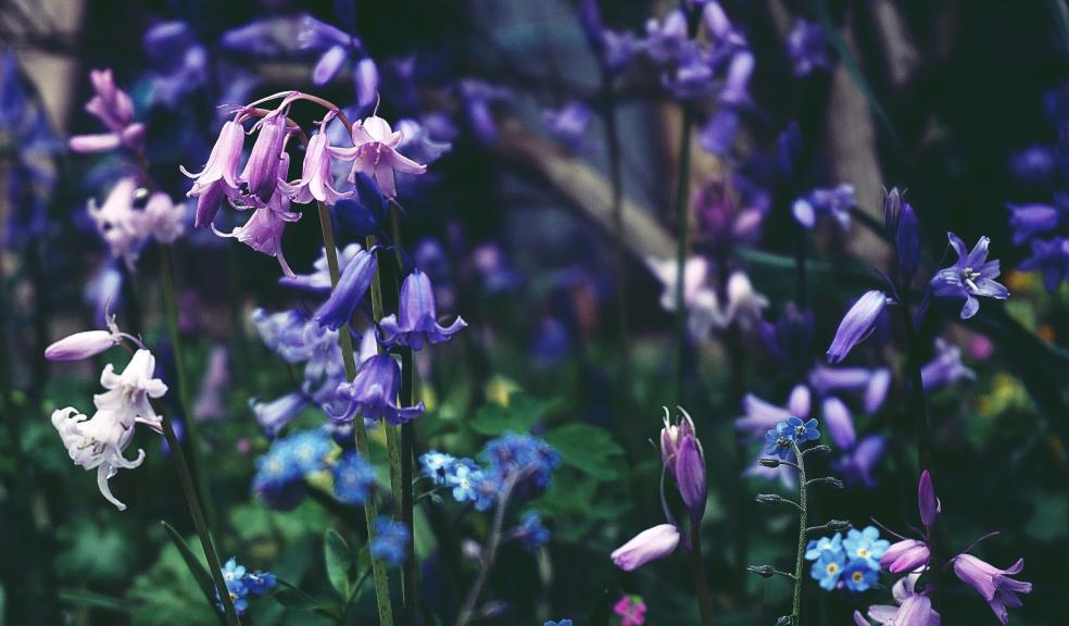 Selective Focus Photo of Purple-petaled Flowers