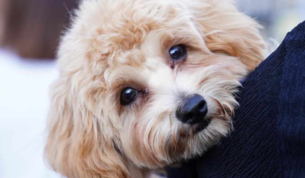 cute dog being carried by a human parent