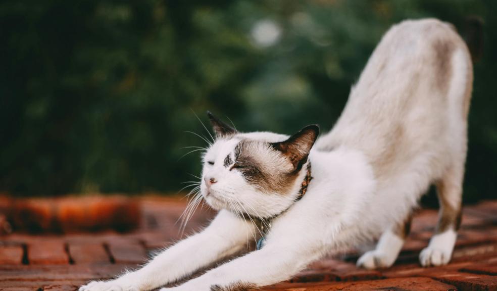 Stretching White Cat