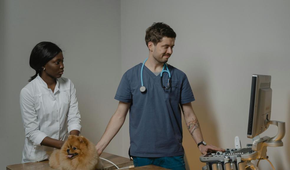 Veterinarian Checking Up the Dog Using an Ultrasound Machine