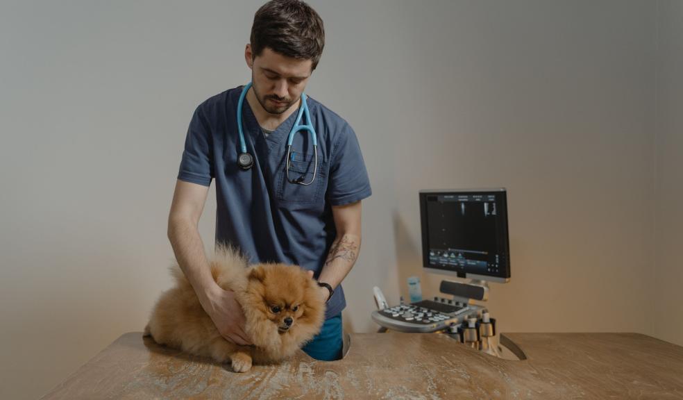 A Vet Holding a Cute Pomeranian