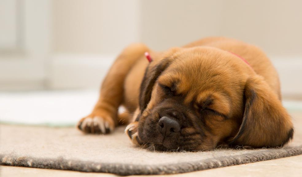 Short-coated Brown Puppy Sleeping on Brown Mat Short-coated Brown Puppy Sleeping on Brown Mat