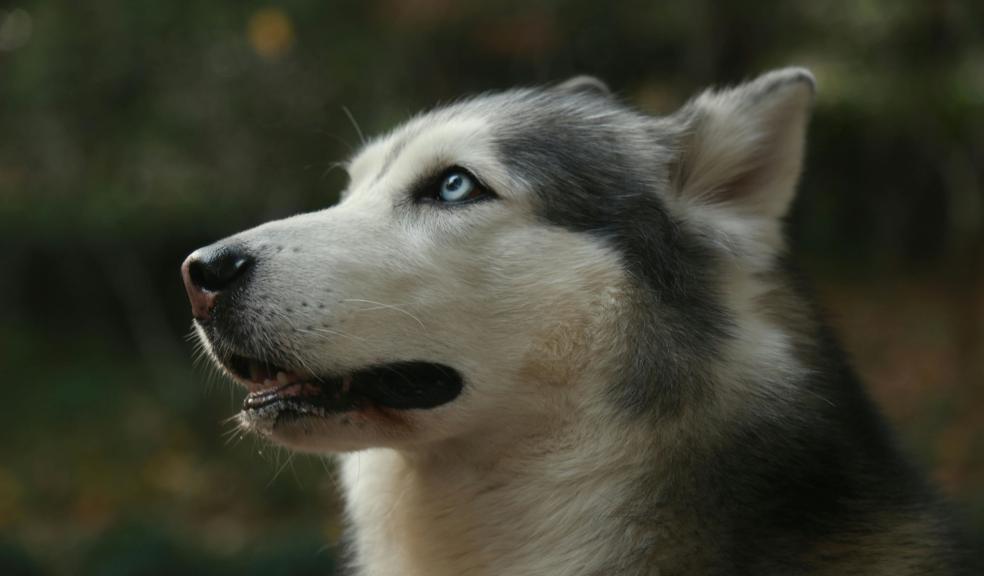 Close up of Husky Head Close up of Husky Head