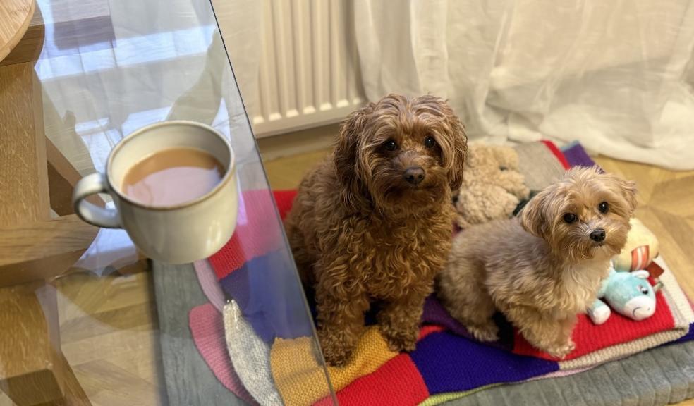 Dogs and a cup of tea