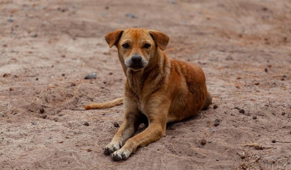 stray-dog stray-dog