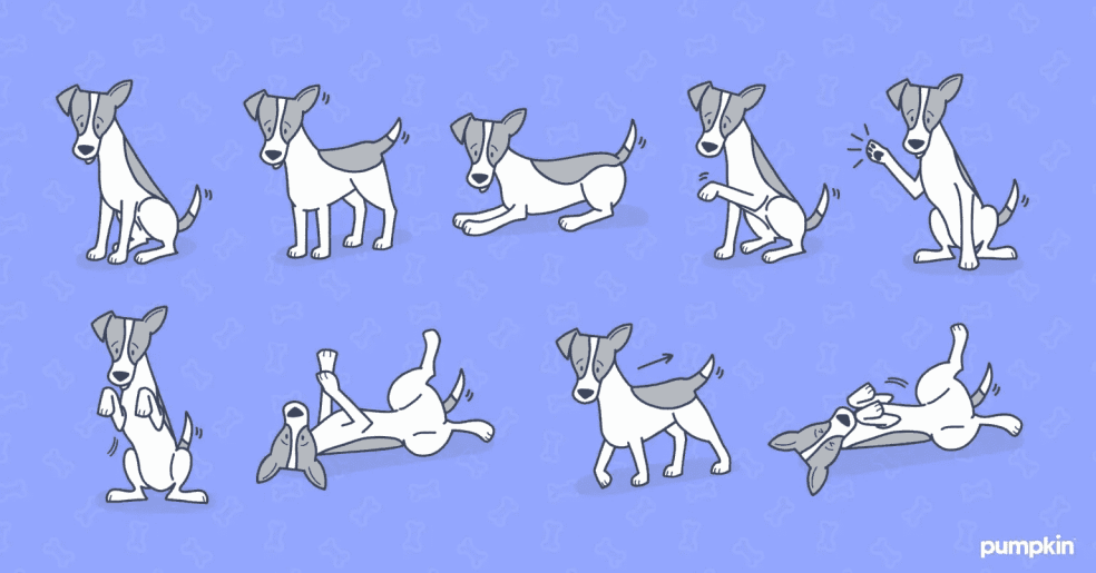 : Fun Tricks to Teach Your Dog: Strengthening the Bond Through Training and Play