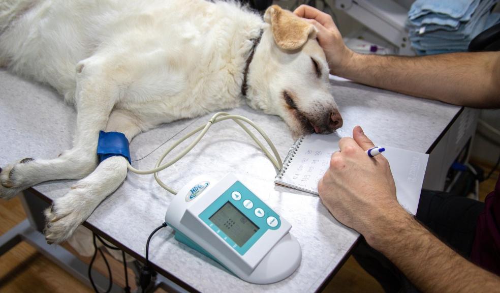 A dog at the vets