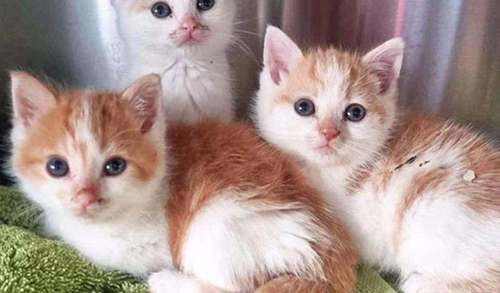 Ginger & white kittens