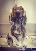 Peggy, 6, Miniature Long Dachshund.