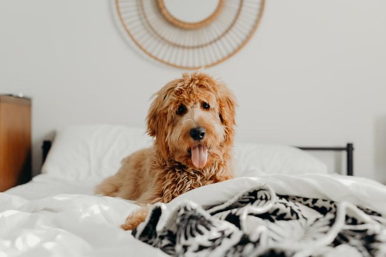 Scruffy dog on bed