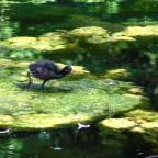 Algae on water