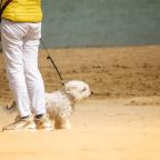 Big Dog Walk