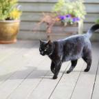 Black Cats Black Cats