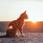 Cats in the sun