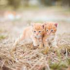 Cute cats