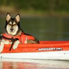 Dog On Holiday
