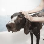 Dog Soap
