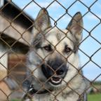 Dogs Homes